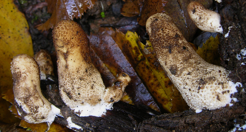 Scavando nell''archivio....